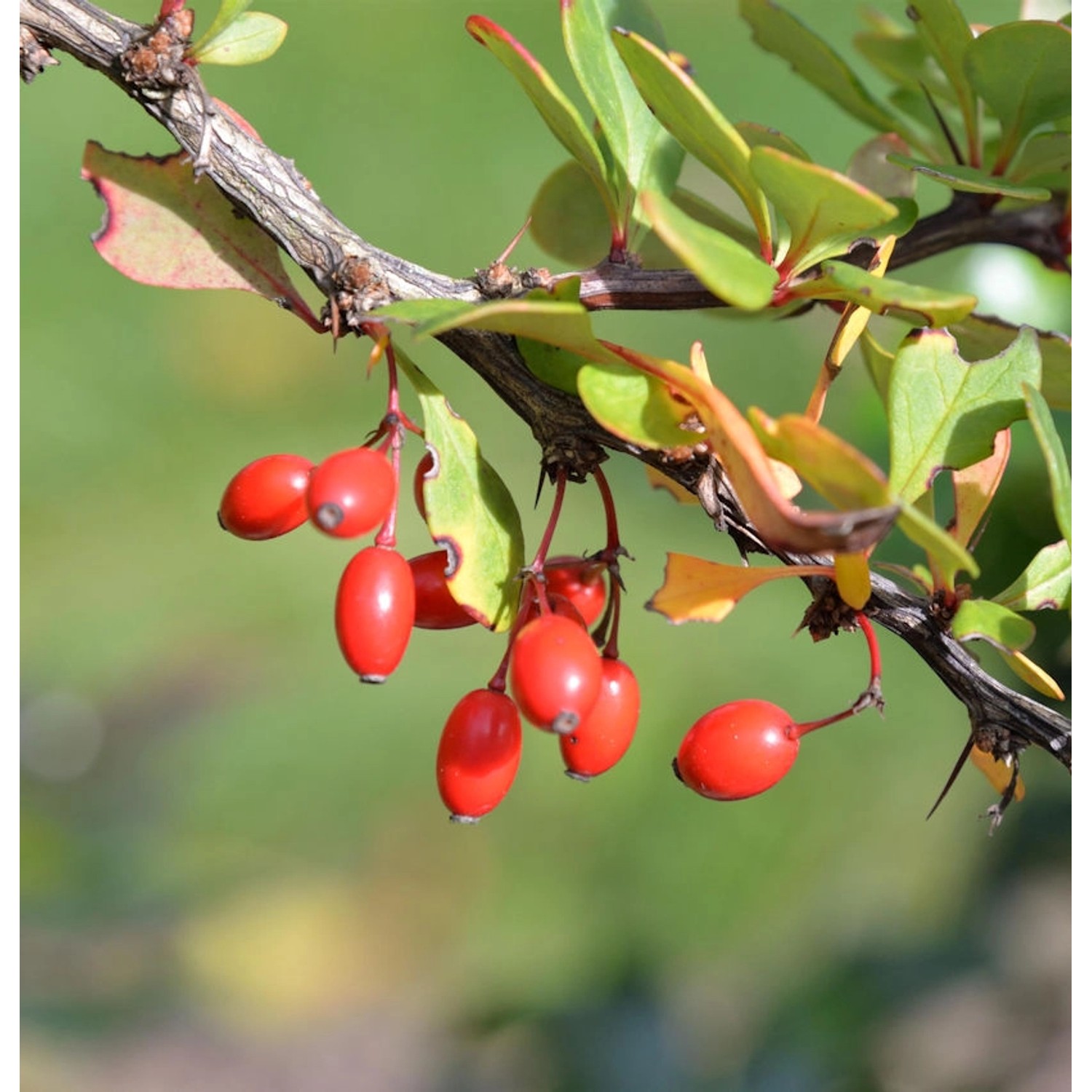 Grüne Heckenbeberitze 60-80cm - Berberis thunbergii günstig online kaufen