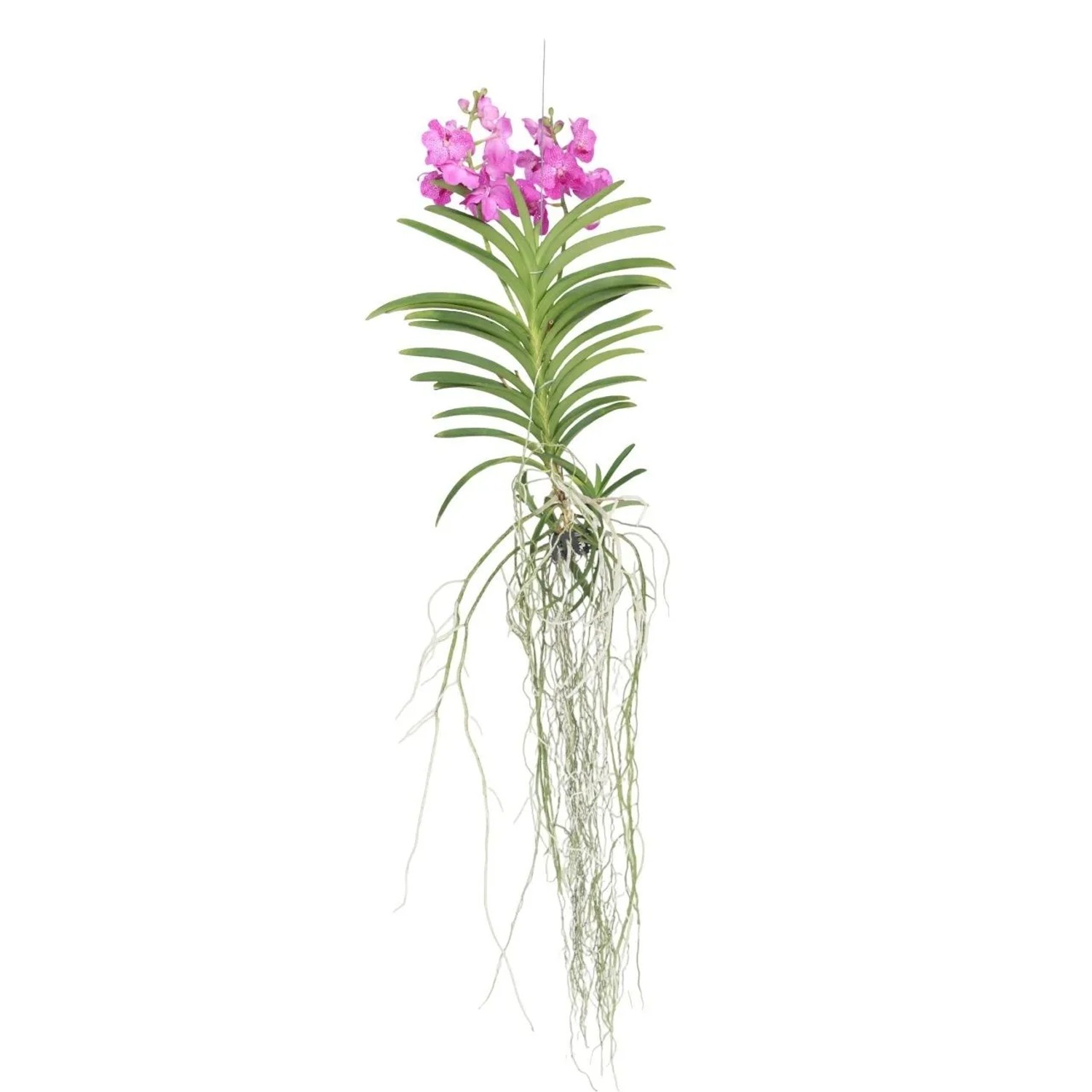 Plant In A Box Vanda-Orchidee Vanda 'Pink' Höhe 50cm Ø14 Rosa