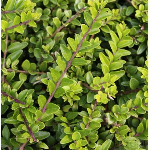 Detailaufnahme der Heckenmyrte 'Maigrün' (Lonicera nitida) mit frischem, hellgrünem Laub.