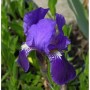 Nahaufnahme einer dunkelvioletten Schwertlilie (Iris barbata) im Garten.
