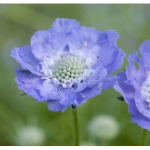 Nahaufnahme einer hellblau-weißen Kaukasus Skabiose (Scabiosa caucasica) Blüte.