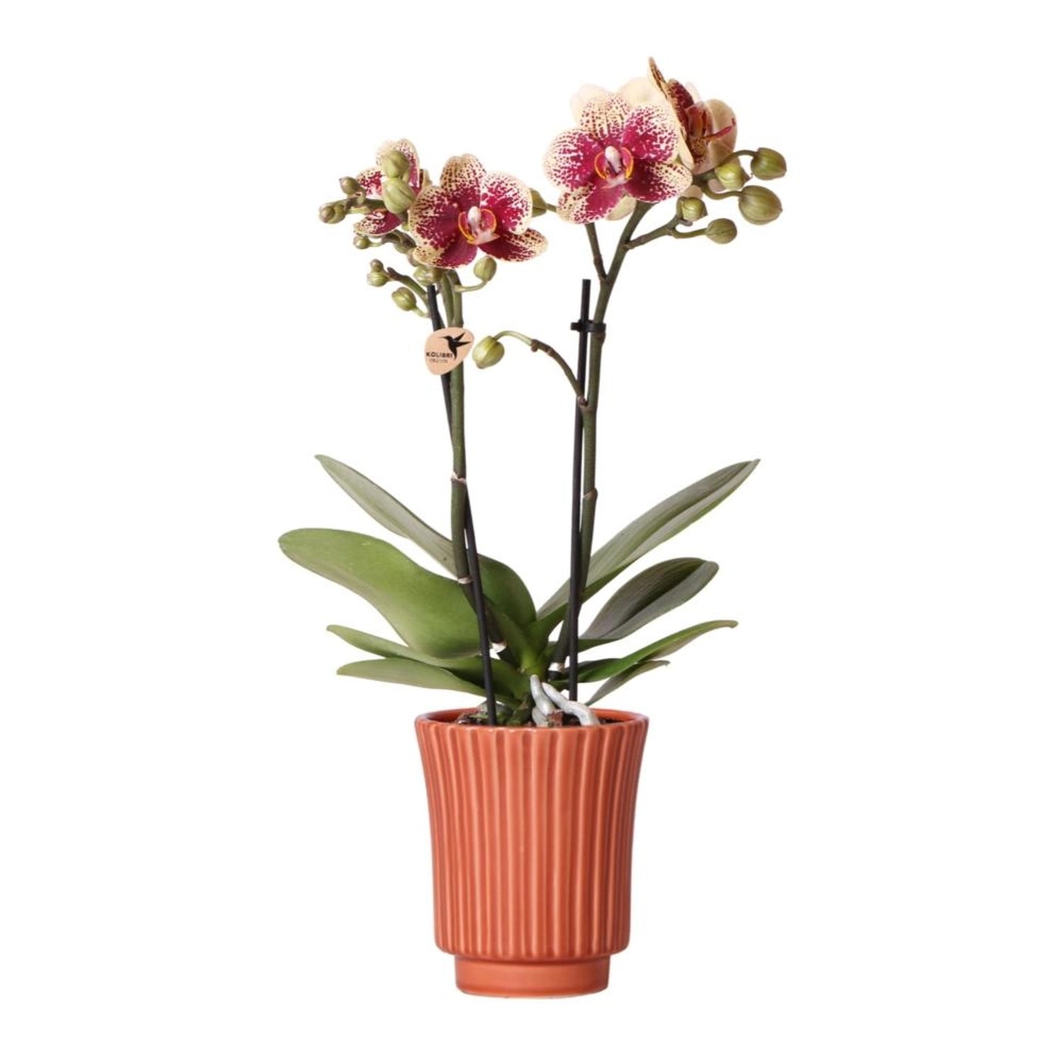 Kolibri Orchids Gelbe Rote Phalaenopsis Orchidee Spanien im Retro Dekotopf Terrakotta Topfgröße 9cm 45cm Hoch