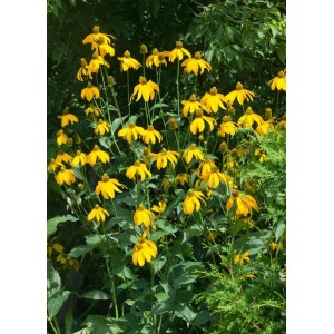 Goldgelber Scheinsonnenhut 'Juligold' (Rudbeckia nitida) im Gartenbeet.