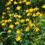 Goldgelber Scheinsonnenhut 'Juligold' (Rudbeckia nitida) im Gartenbeet.