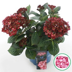 Bauernhortensie Royalty Beauty of Boskoop mit weinroten Blüten im Topf.