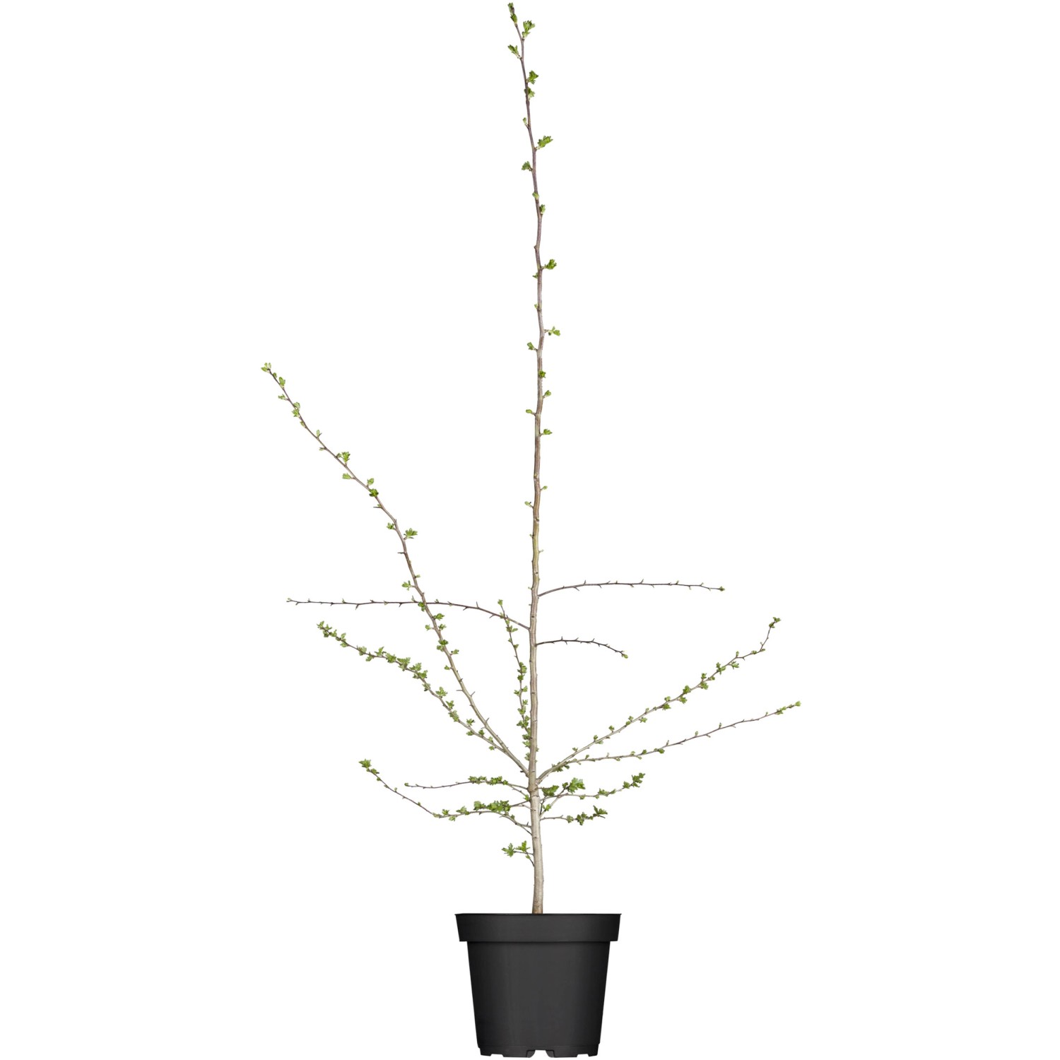 Eingriffeliger Weißdorn Höhe ca. 40 - 60 cm Topf ca. 3 l Crataegus monogyna günstig online kaufen