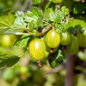 Gelbe Stachelbeeren am Strauch, sonnengereift und bereit zur Ernte.