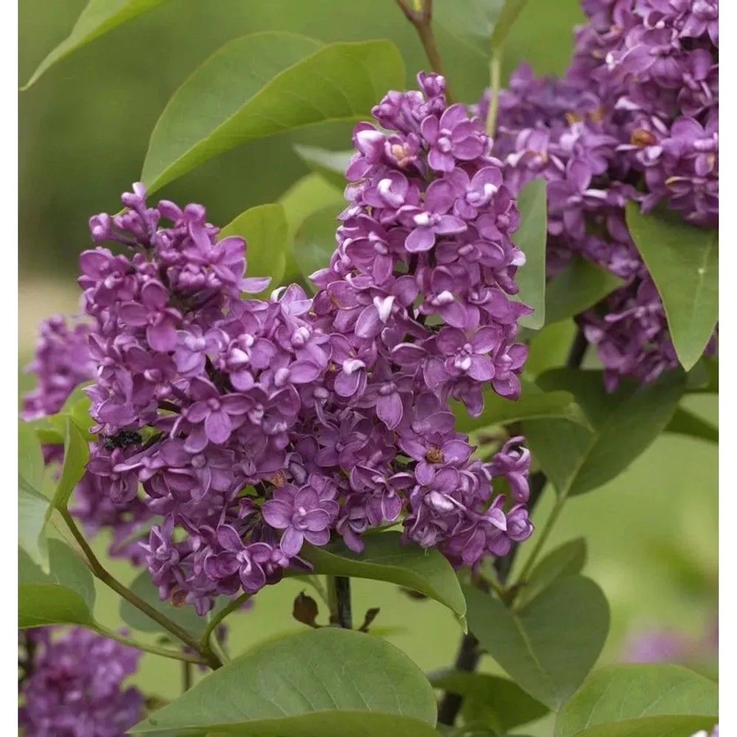 Hochstamm Edelflieder Charles Joly 60-80cm - Syringa vulgaris