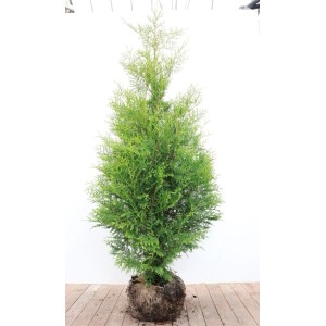 Grüne Thuja 'Brabant' (150-175 cm) als Heckenpflanze für den Garten.