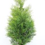 Grüne Thuja 'Brabant' (150-175 cm) als Heckenpflanze für den Garten.