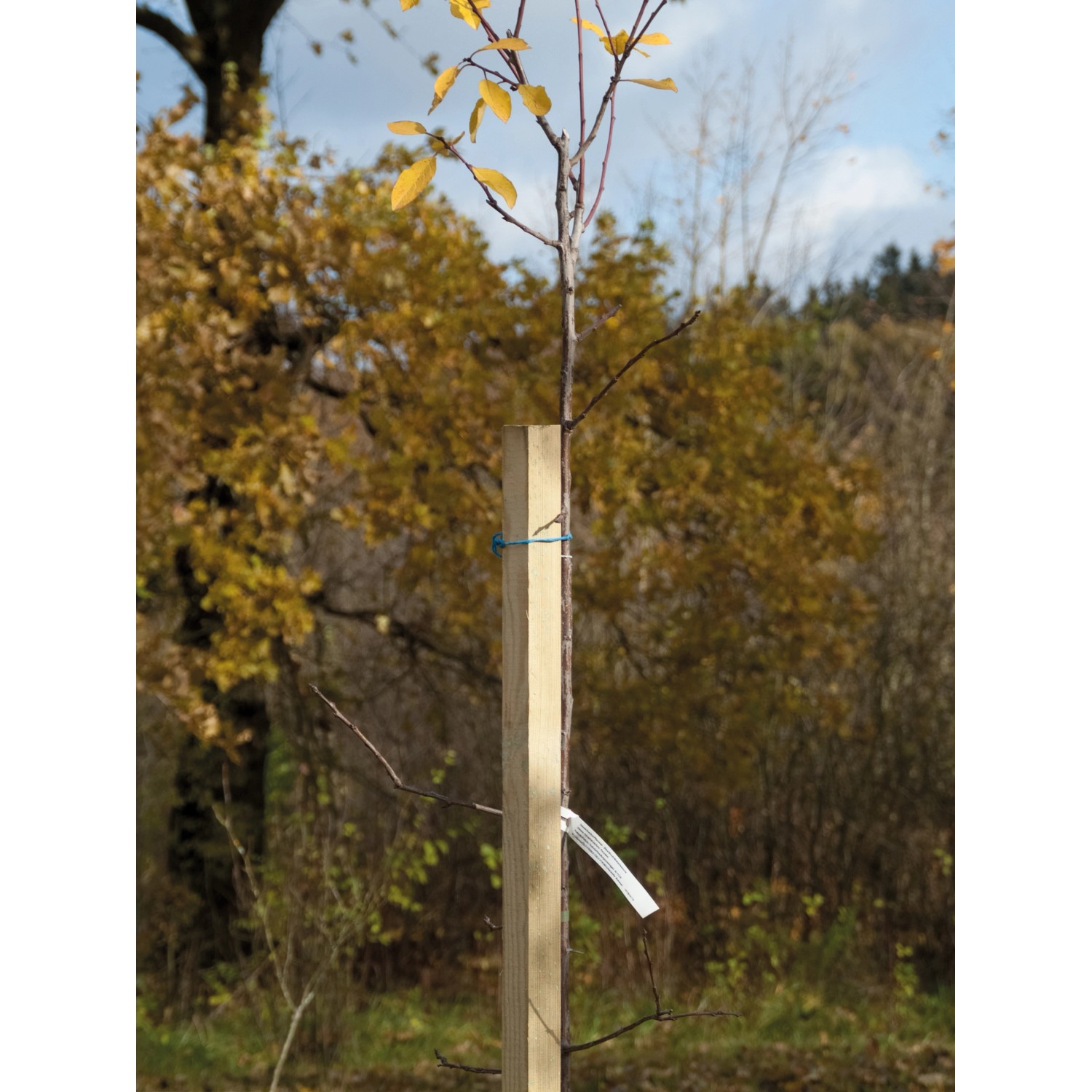 Baumpfahl gespitzt KDI Grün 150 cm x 4 cm x 4 cm kaufen bei OBI