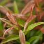 Nahaufnahme der roten Blätter der Leucothoe Burning Love Traubenheide.
