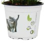 Exotenherz Katzengras im Topf, Cyperus Alternifolius, unterstützt die Verdauung von Katzen.