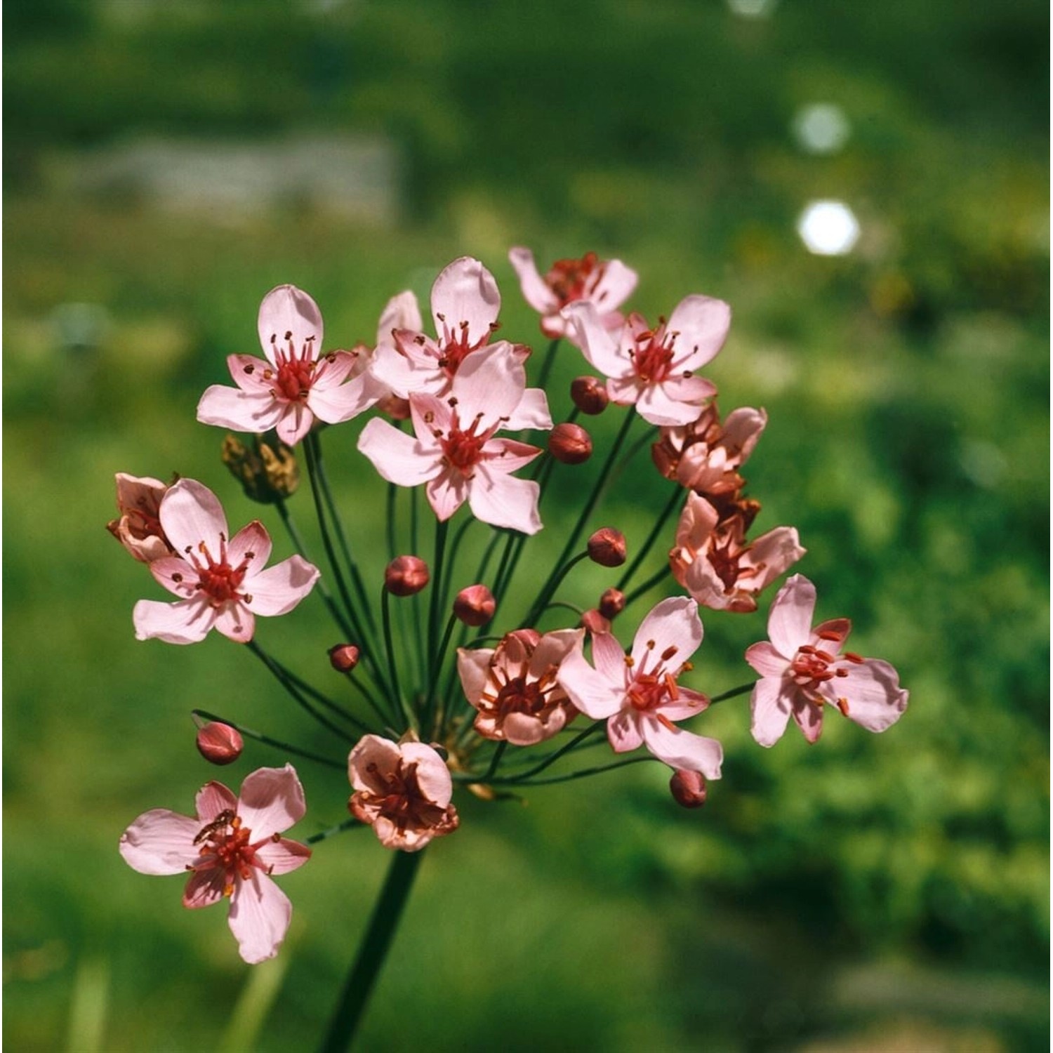 Butomus Umbellatus Schwanenblume Rosenrot Ca 9x9 cm Topf günstig online kaufen