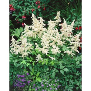 Astilbe Japonica 'Deutschland' Prachtspiere mit weißen Blüten im Gartenbeet.