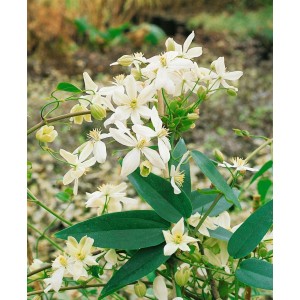 Immergrüne Clematis Armandii Snowdrift mit weißen Blüten und grünen Blättern.