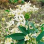 Immergrüne Clematis Armandii Snowdrift mit weißen Blüten und grünen Blättern.