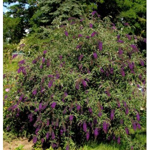 Sommerflieder 'Butterfly Tower' mit violetten Blüten im Garten.