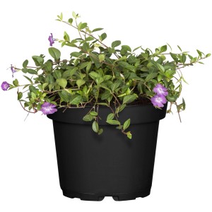 Kleinblättriges Immergrün Atropurpurea im Topf, purpurrote Blüten und grüne Blätter.