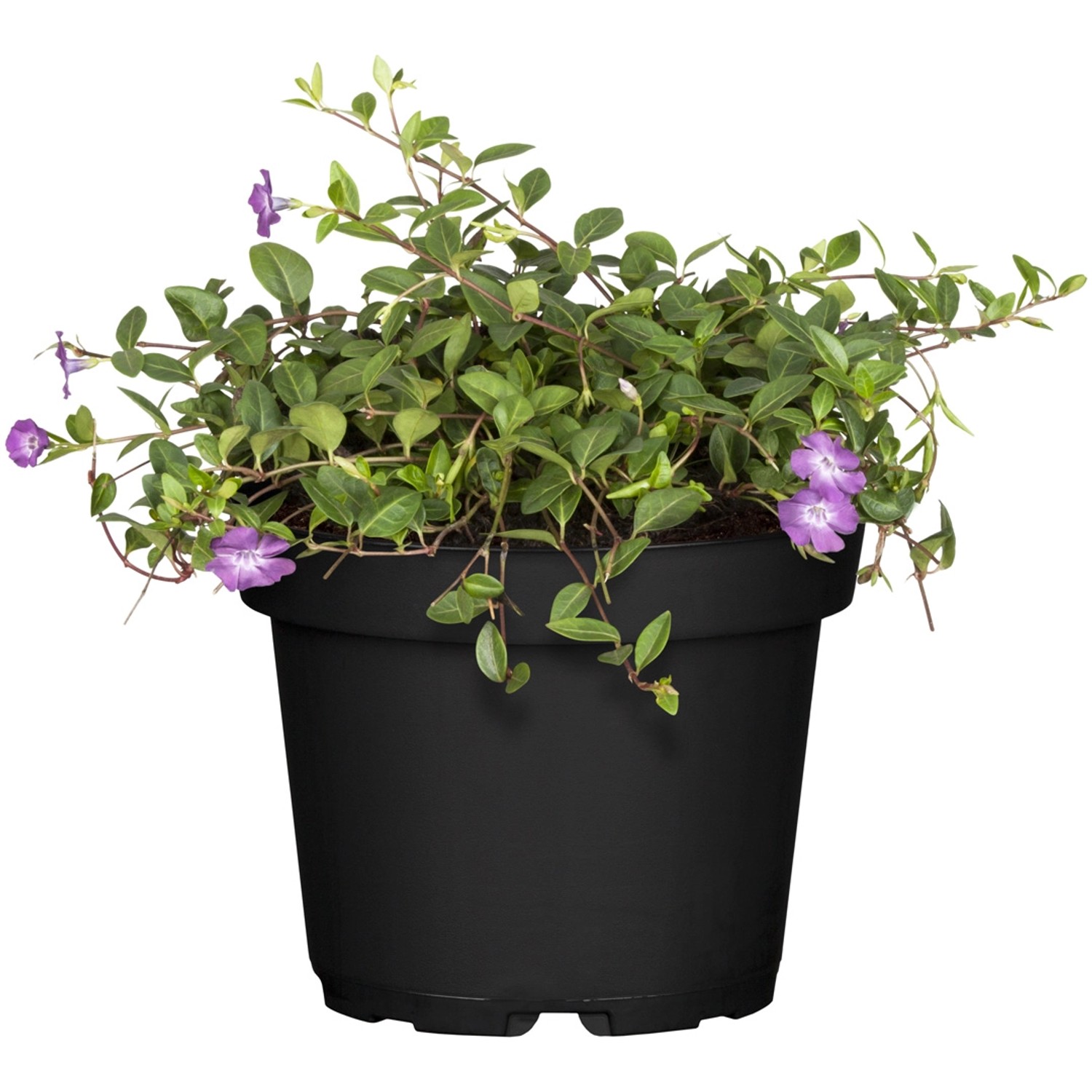 Kleinblättriges Immergrün Atropurpurea im Topf, purpurrote Blüten und grüne Blätter.