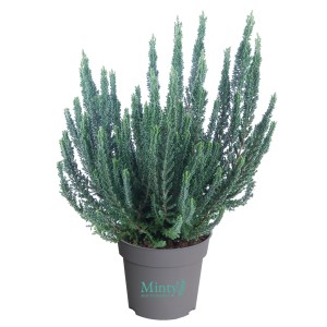 Besenheide 'Minty' im Topf, ca. 11 cm Ø. Winterharte Calluna vulgaris für Balkon & Garten.