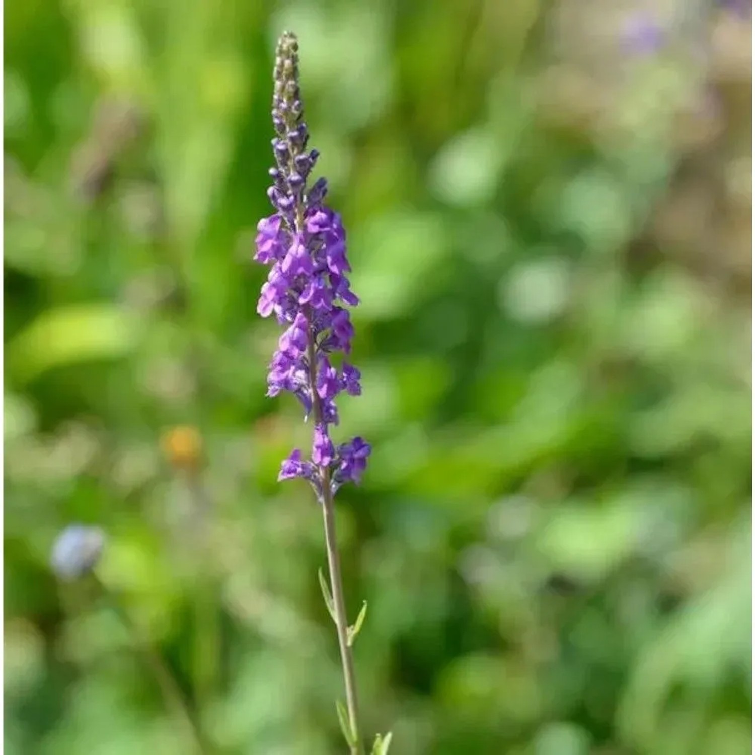 Italienisches Leinkraut - Linaria purpurea