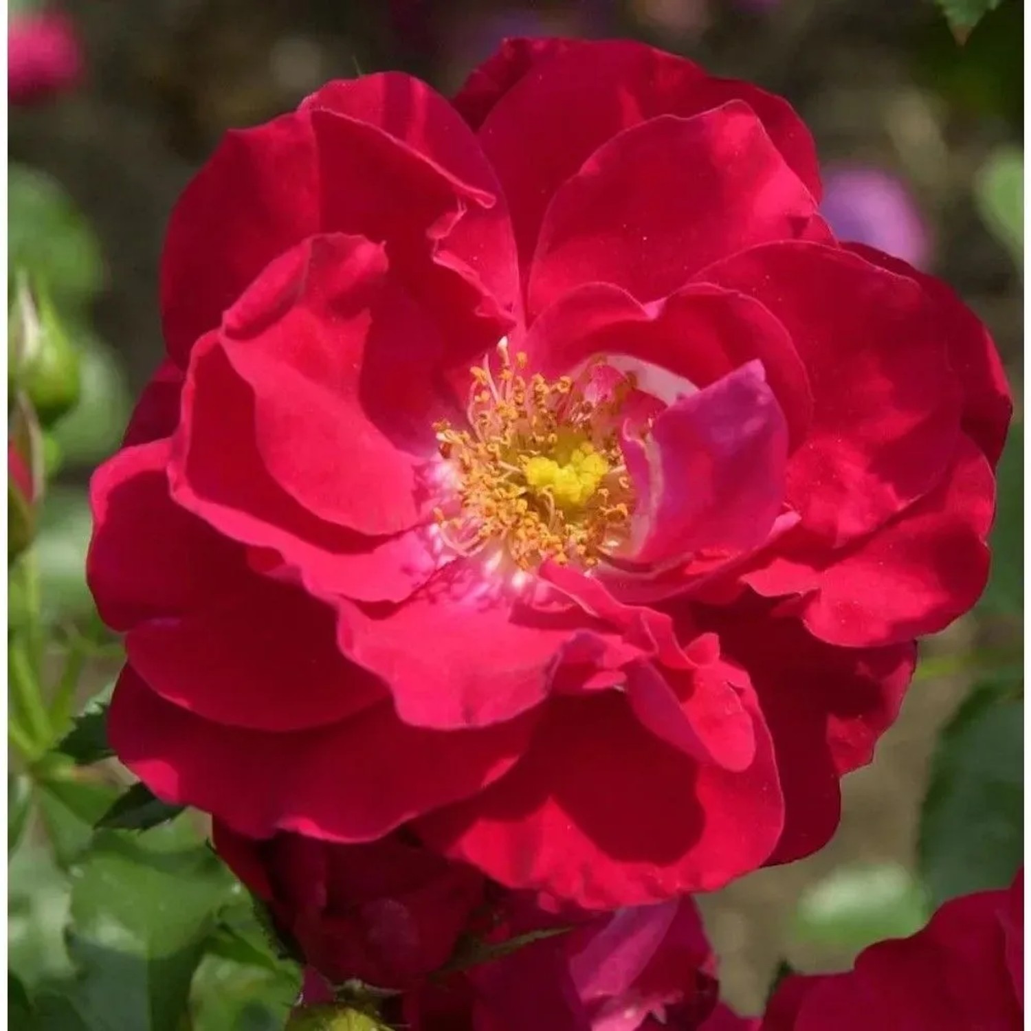 Kletterrose Rosengarten Zweibrücken 30-60cm