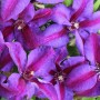 Nahaufnahme der blau-roten Waldrebe Mrs. N. Thompson mit ihren markanten Blüten.
