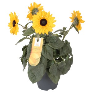 Sonnenblume Sunfinity im Topf, gelbe Blüten mit dunkler Mitte, Kübelpflanze.
