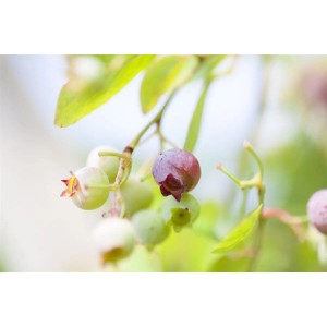 Nahaufnahme von Preiselbeeren (Vaccinium Vitis-Idaea) mit grünen Blättern.