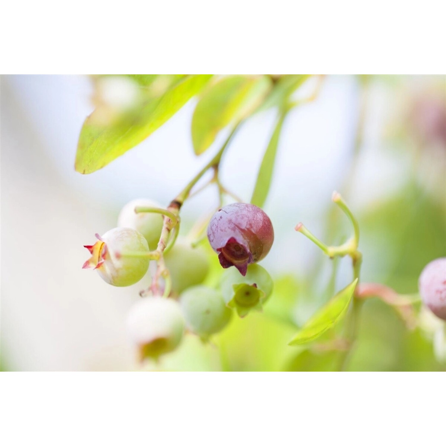 Nahaufnahme von Preiselbeeren (Vaccinium Vitis-Idaea) mit grünen Blättern.