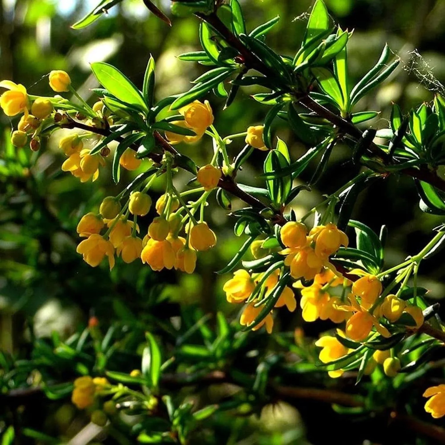 Berberitze Berberis stenophylla 40 bis 50 cm im Container Immergrün