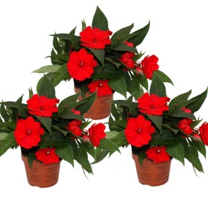 Set aus 3 roten Edel-Lieschen (Impatiens Neu-Guinea) im 12cm Topf. Sommerblüher für Balkon und Garten.