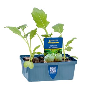 Kiepenkerl Kohlrabi Weiß in 6er Schale, junge Pflanzen mit grünen Blättern.