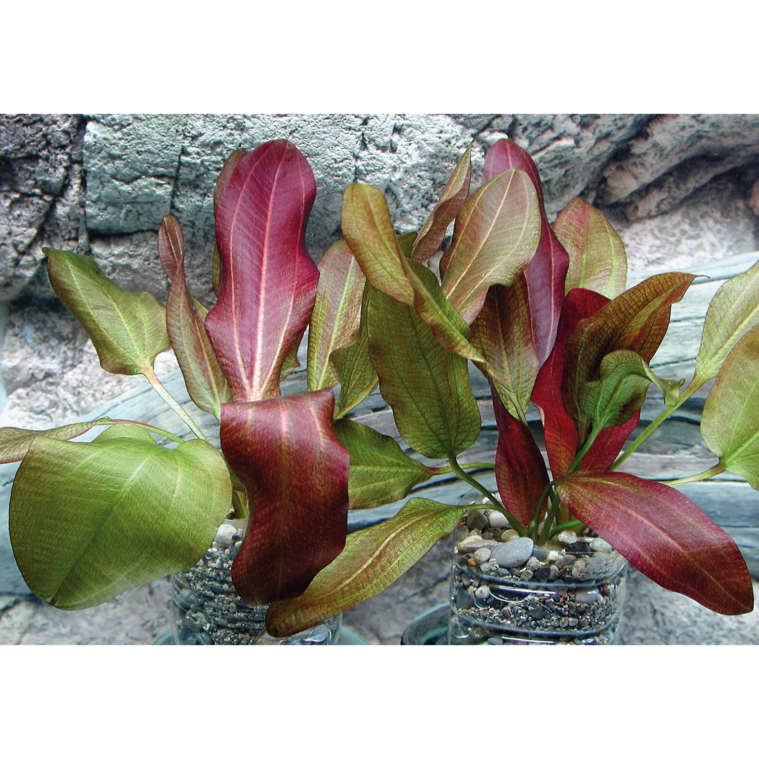 Dennerle Aquariumpflanze Echinodorus Dschungelstar 'Kleiner Bär' mit rot-grünen Blättern.