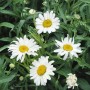 Nahaufnahme der weißen Alaska Margerite (Leucanthemum) mit gelber Mitte im Topf.