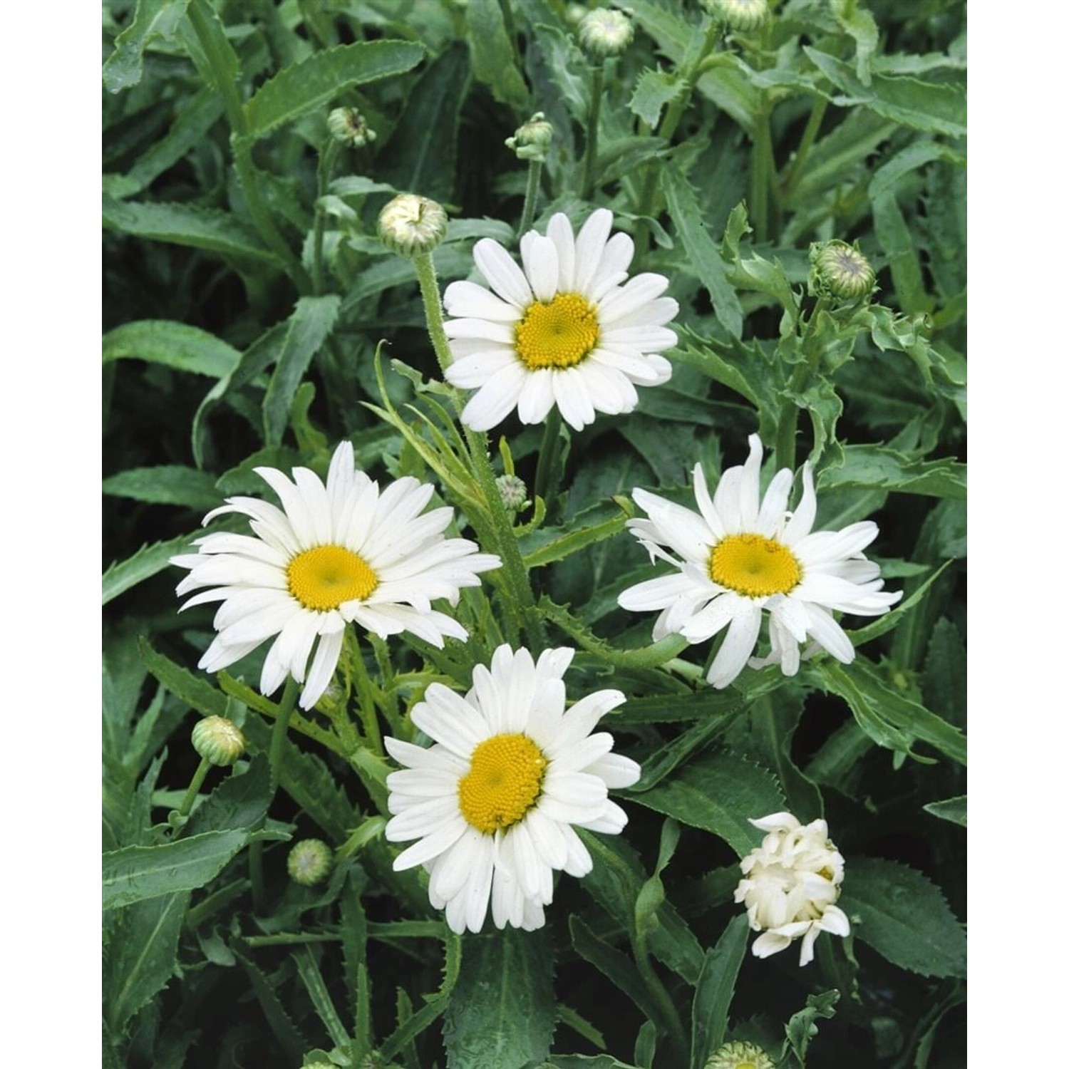 Nahaufnahme der weißen Alaska Margerite (Leucanthemum) mit gelber Mitte im Topf.