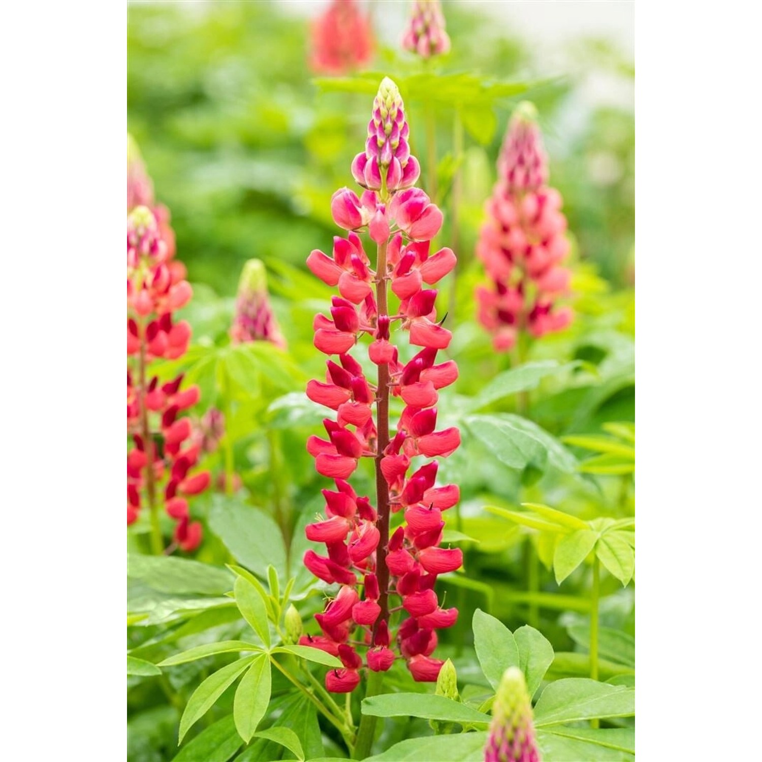 Lupinus Polyphyllus Mein Schloss Vielblättrige Lupine Ca. 11x11 cm Topf günstig online kaufen