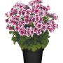 Duftgeranie (Pelargonium crispum) im Topf mit rosa-weißen Blüten.