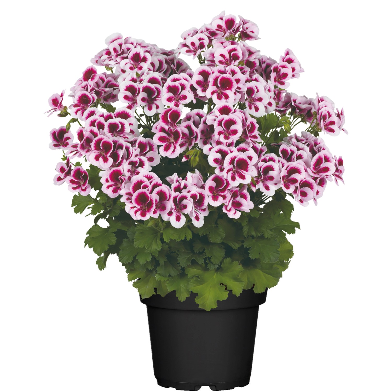Duftgeranie Höhe ca. 10 15 cm TopfØ ca. 12 cm Pelargonium crispum
