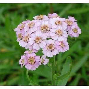 Nahaufnahme der zartrosa Blütenstände der Garten-Schafgarbe Love Parade (Achillea sibirica).
