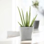 Ecopots Amsterdam Mini Pflanztopf, weißgrau, 17 cm, mit Aloe Vera Pflanze.