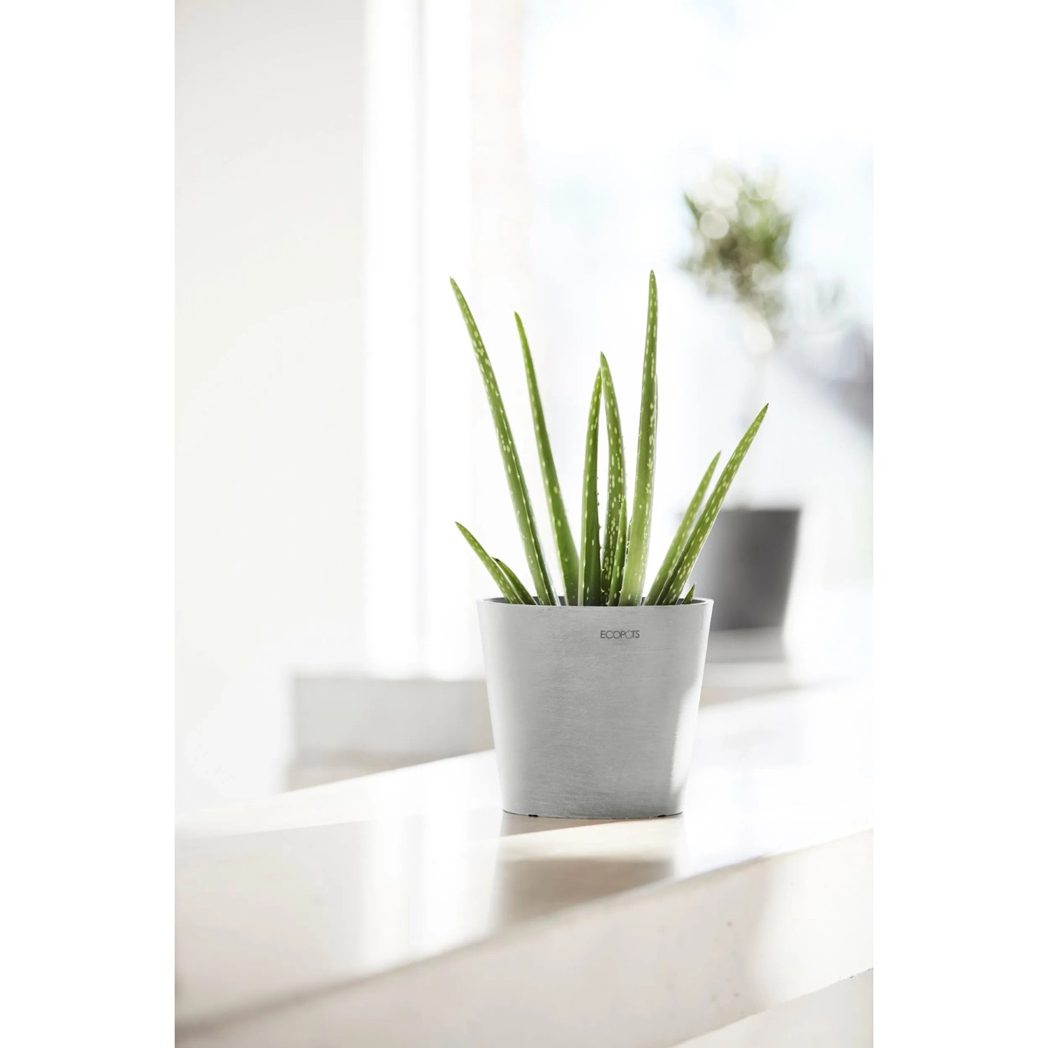 Ecopots Amsterdam Mini Pflanztopf, weißgrau, 17 cm, mit Aloe Vera Pflanze.