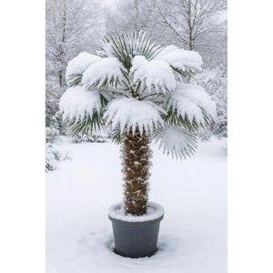 Exotenherz Chinesiche Hanfpalme Trachycarpus Fortunei 40cm Topf 180-200cm Hoch