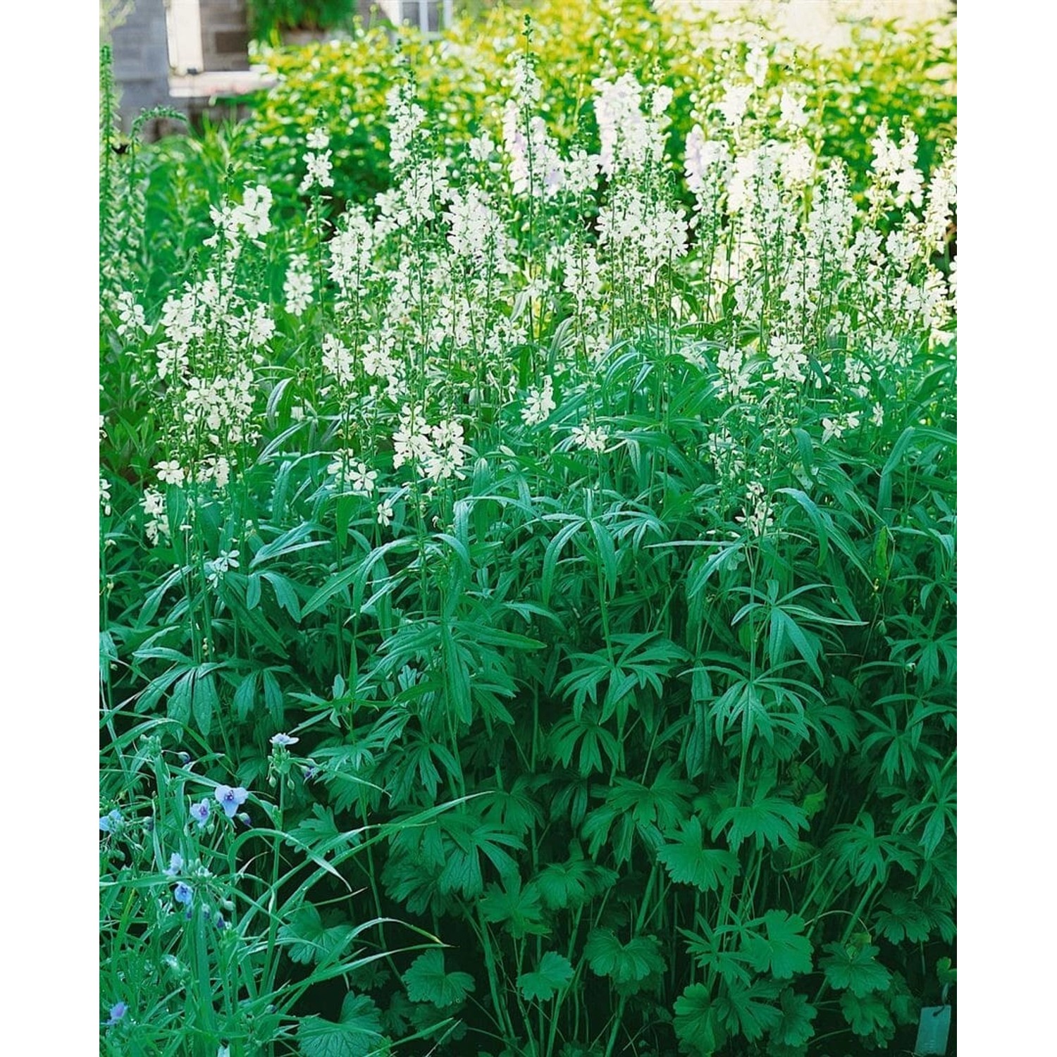 Sidalcea Candida Weiße Prachtscharte Ca. 9x9 cm Topf günstig online kaufen