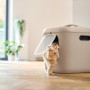 Rotho Katzentoilette Biala XL in Cappuccino mit Katze, ideal für große Katzen und Mehrkatzenhaushalte.