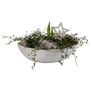 Amaryllis im Topf mit Stern-Stecker, ca. 30 cm, in bepflanzter Schale als Weihnachtsdeko.