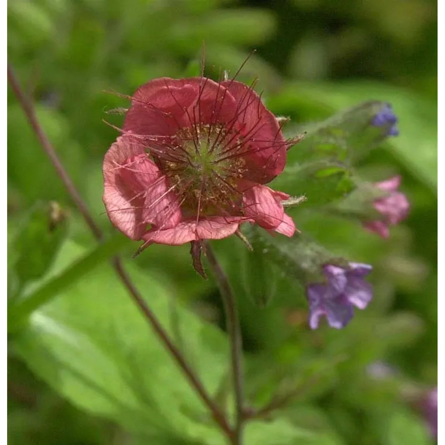 Bachnelkenwurz Leonard - Geum rivale