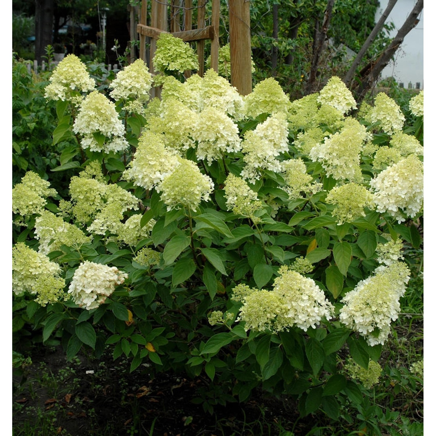 Rispenhortensie Mojito 40-60cm - Hydrangea paniculata günstig online kaufen