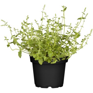 Mexikanische Duftnessel im Topf, GROW by OBI, ca. 13 cm Topf-Ø, grüne Blätter.